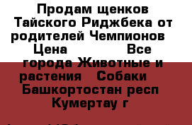 Продам щенков Тайского Риджбека от родителей Чемпионов › Цена ­ 30 000 - Все города Животные и растения » Собаки   . Башкортостан респ.,Кумертау г.